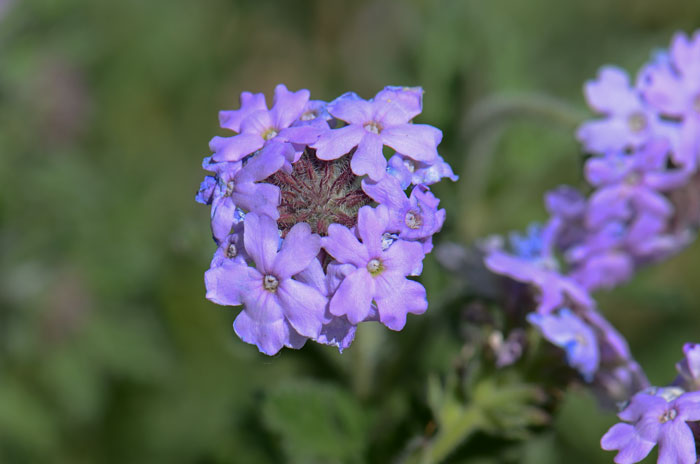 Southwestern Mock Vervain has showy flowers in purple, pink, bluish, stems and leaves hairy. Glandularia gooddingii Southwestern Mock Vervain has showy flowers in purple, pink, bluish, stems and leaves hairy. Glandularia gooddingii